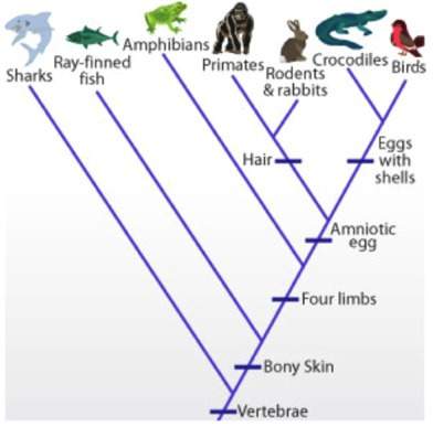 The cladogram below was created to show the evolutionary relationships between different vertebrates