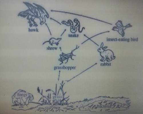Based or the food web,correctly predict how changes in the number of a certain species affects the b