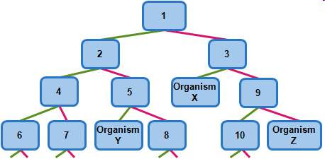 Which question distinguishes organism x from organism z?  a. question 1 b. questio