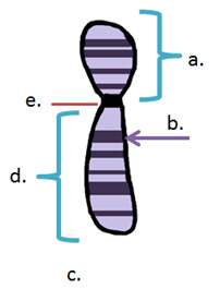 Which best describes the function of the part labeled b? a.)carries all the genetic information of