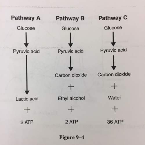 Based on figure 9-4, which pathway is most efficient at producing energy for a cell? explain your a