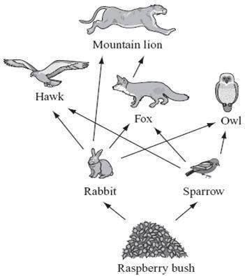 If the owl is removed from the food web, what will most likely be the result and why?