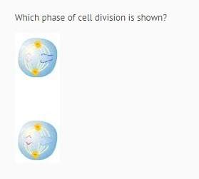Which phase of cell division is shown?  a. prophase of | of meiosis b. telophase |