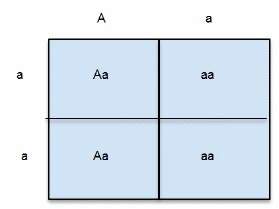 The punnett square below predicts the outcome of a genetic cross done by a breeder.