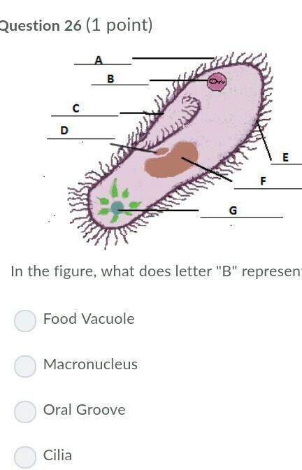 In the figure, what does letter "b" represent?