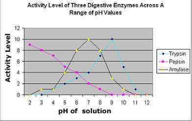 The graph illustrates the activity level of three common digestive enzymes, across a range of ph val