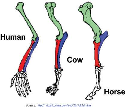 Picture below shows the bone structures of human, cow, and horse. picture shows similar