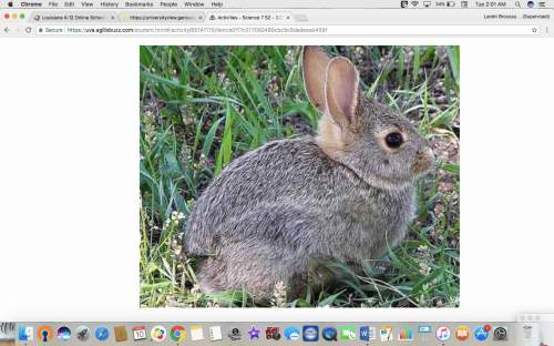 Maria's subdivision has a lot of little brown rabbits. in the years past, you could see them in the