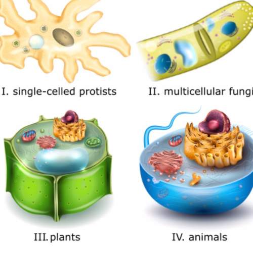 Single-celled eukaryotes arose from prokaryotes. later, which larger, more complex organisms did the