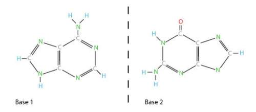 Which of the following could base 2 bind with?  1. a guanine 2. a pyrimidine 3. an
