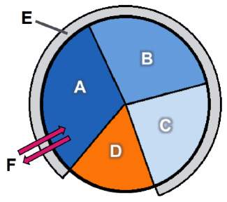 The diagram shows the stages of the eukaryotic cell cycle. which stage is labeled e in t