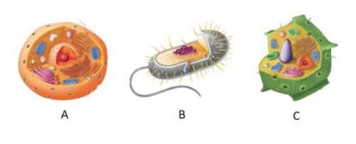 Which cell is prokaryotic?  a.) a b.) b c.) c how do you know?