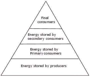 What is the most likely effect on the energy pyramid if all producers are removed from the ecosystem