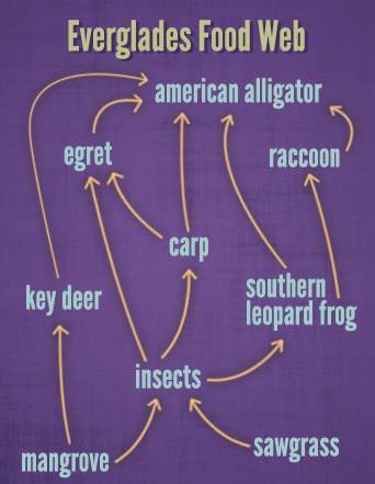 Hich of the following best describes the flow of energy in the everglades food web shown below? a.