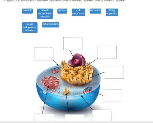 Drag each label to the correct location on the image. a diagram of an animal cell is shown bel