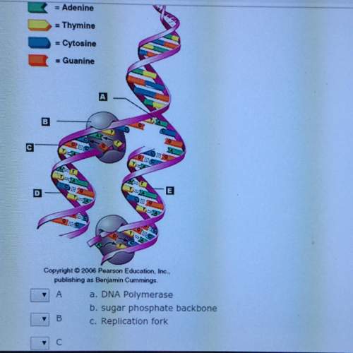 The following diagram model dna replication. match letter to location or structure. i
