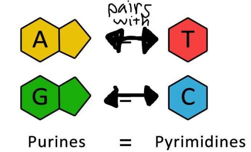 Recall the following rules for base pairing in a dna strand (note: not in an rna strand):  d