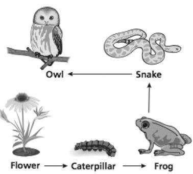 Which statement describes the role of the caterpillar in this food chain?  a) it is a carnivor