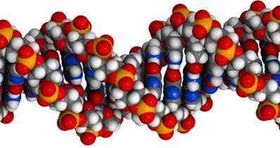 The model below represents a dna molecule. the presence of which element best prov