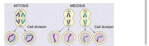 Part 1: explain the similarities and differences between mitosis and meiosis and give an example th