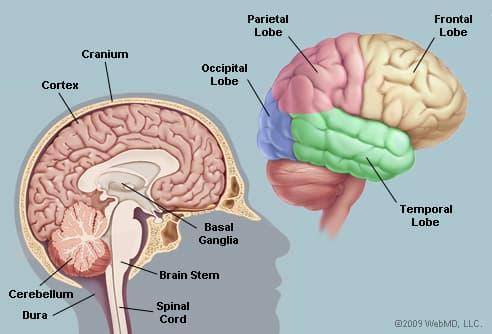 Given what you have learned about brain structure and function, how might an individual lose their s