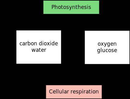 Draw a flowchart to show how food becomes energy that cells can use. Make as many steps as needed. T