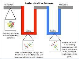 Discuss what will happen if homogenisation and pasteurization steps are omitted during the productio