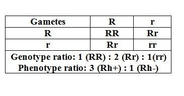 The rh factor is a protein found on the surface of red blood cells. the rh factor must be matched du