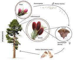 Explain the life cycle of gymnosperms in detail.