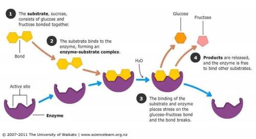 How do enzymes speed up chemical reactions
 

3 ways 
also one of them is lower activation energy an