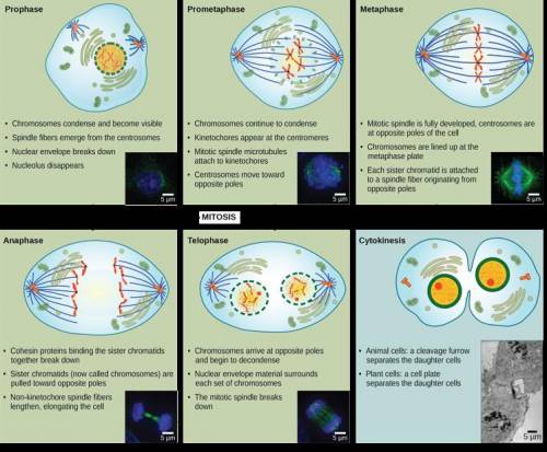 How can you tell the difference between the different phases of mitosis each cell is in?