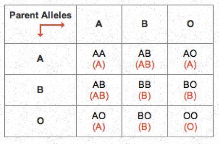 1. What are the genotypes possible for a person who has:

A blood? 
B blood? 
O blood? 
AB blood?