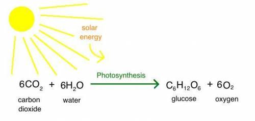 Up to what concentration is carbon dioxide a limiting factor for photosynthesis in low light intensi