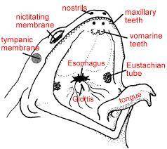 12. Describe how the structure of a frog's tongue is adapted to its diet.

13. Label the structures