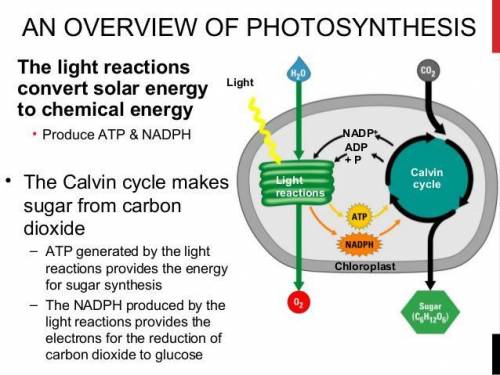 Higher energy contained in the sugar molecules produced by photosynthesis comes from

A. light
B. wa