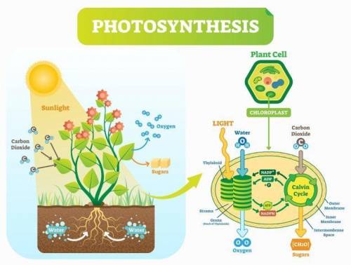 Increasing

carbon dioxide
concentration
increases the
rate of
photosynthesis
as carbon
dioxide (CO2