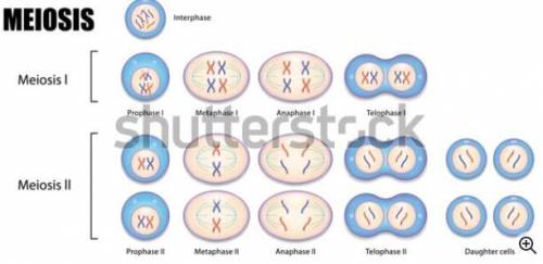 Why is meiosis important in maintaining genetic diversity?

Question 6 options:
A Meiosis creates di