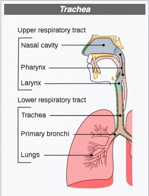 Trachea
Meaning of trachea