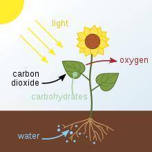 Which of the following does not add CO2 to the atmosphere?

A. Cooking with gas B. Planting trees C.