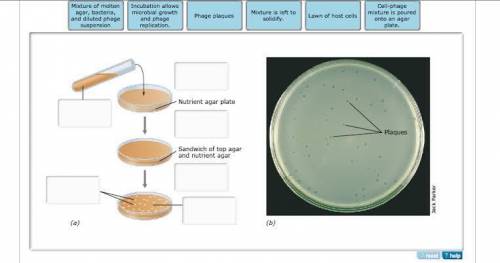 Correctly identify the steps and elements in this bacteriophage plaque assay