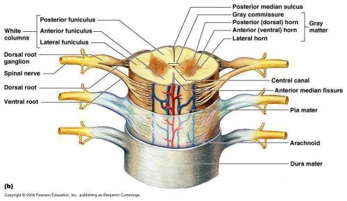 Identify the structures of the spinal cord
