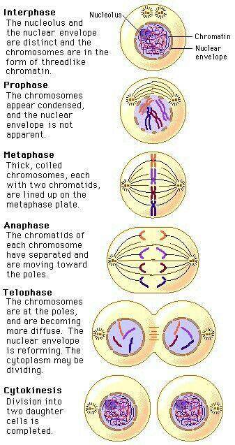 Arrange the phases of mitosis in the correct order.
for edmentum learning.