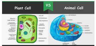 Student wants to create a model of a plant cell using materials found around the house which materia