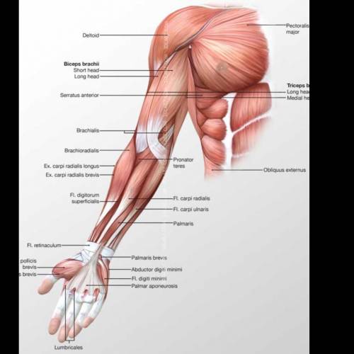 Draw and label the muscles of the arm​