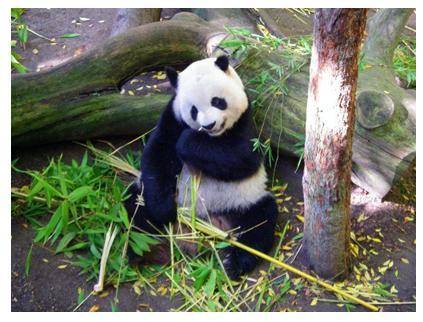 A panda eats bamboo shoots next to a fallen log.

Write a short free verse poem describing the panda