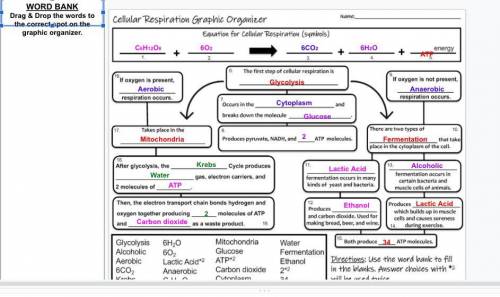 Cellular respiration graphic organizer worksheet