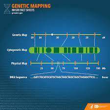The recombination frequency between linked genes A and B is 40%, between B and C is 20%, between C a
