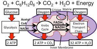 13. Write a flow chart for Aerobic respiration starting from Glucose to

 
carbon dioxide) and water