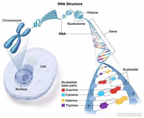Use the list of words and place them under the correct category (DNA, RNA, or Both)

Deoxyribonuclei