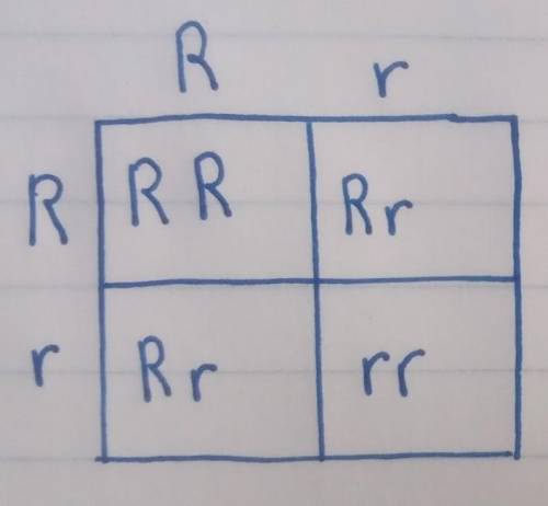 Punnet squares, help how do I do this